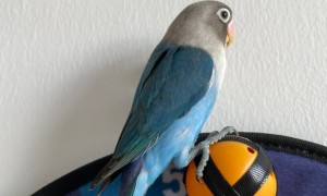 2个多月的蓝色牡丹黑头鹦鹉出售