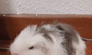 冠毛➕卷毛 荷兰猪
