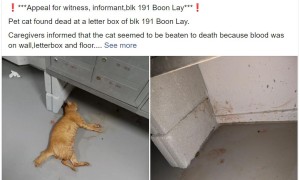 新加坡可爱猫咪疑遭[关键词屏蔽]，网友声讨：严惩罪犯