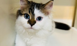满2个月的白色波斯长毛猫！甜蜜的猫团子