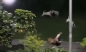 视频|新加坡5条流浪狗突袭慢跑者，白沙公园惊现生死一瞬