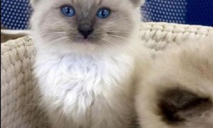 This is a Ragdoll kittens for Rehoming, if any girl is interested and  …