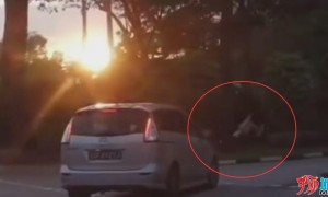 视频|新加坡汽车直接撞飞闲庭信步的路人，目击者：人直接飞起来