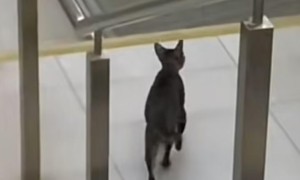 视频|新加坡地铁成“动物园”，小猫冲入“寻找杰瑞”走红网络！