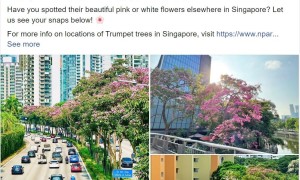 小日子拜拜！狮城变花城！新加坡满城尽带“花樱甲”！太治愈啦！