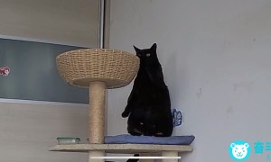 可爱乖巧小黑猫求领养