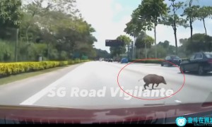 视频|野猪冲刺新加坡高速公路四车道终遭命运转变，现场视频曝光