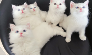 超级可爱小白猫有偿领养