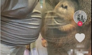 视频|催人泪下！新加坡红毛猩猩Charlie聆听孕妇肚中新生命心跳