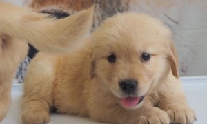 Pet Puppy: Golden Retriever