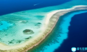 新加坡种10万珊瑚保护海岸线，真的像官方报道中的那么简单吗？