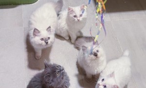 新加坡可爱长毛小猫1300新币出售