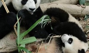 中国大熊猫母子新加坡分离引情感风波，告别引发“焦虑”